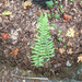 licorice fern