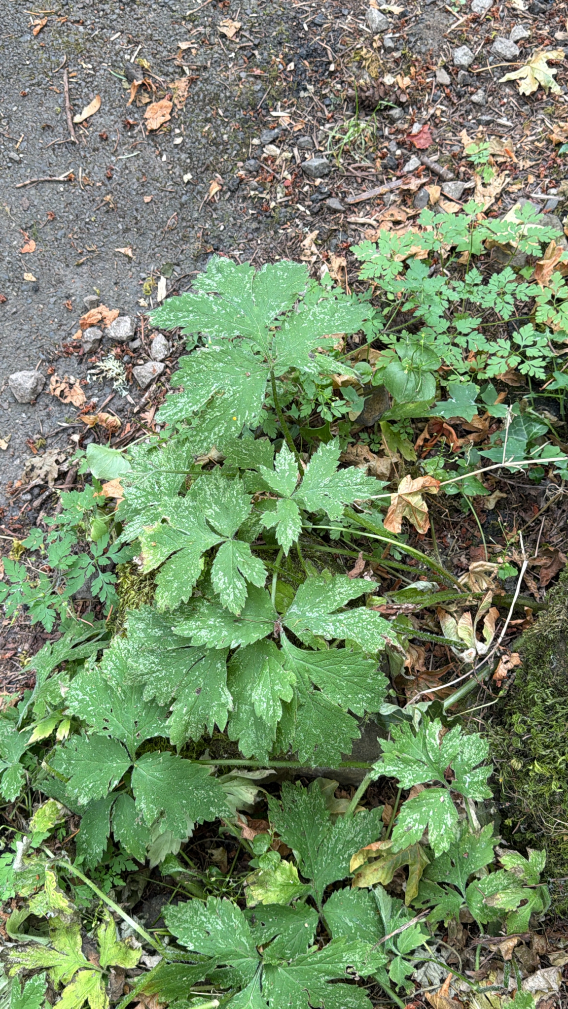 Hydrophyllum tenuipes