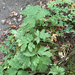 Pacific Waterleaf