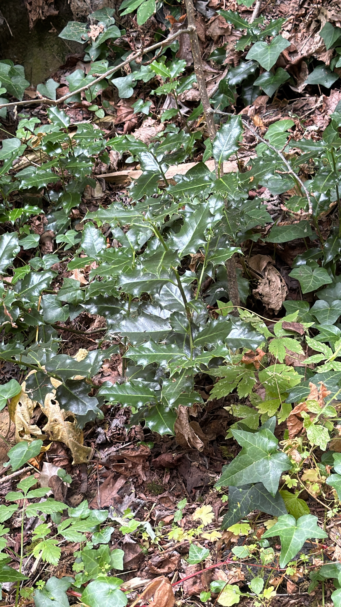 Ilex aquifolium