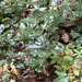 European holly