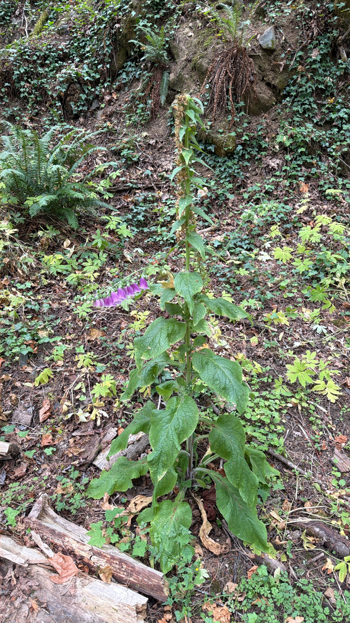 Digitalis purpurea