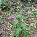 purple foxglove