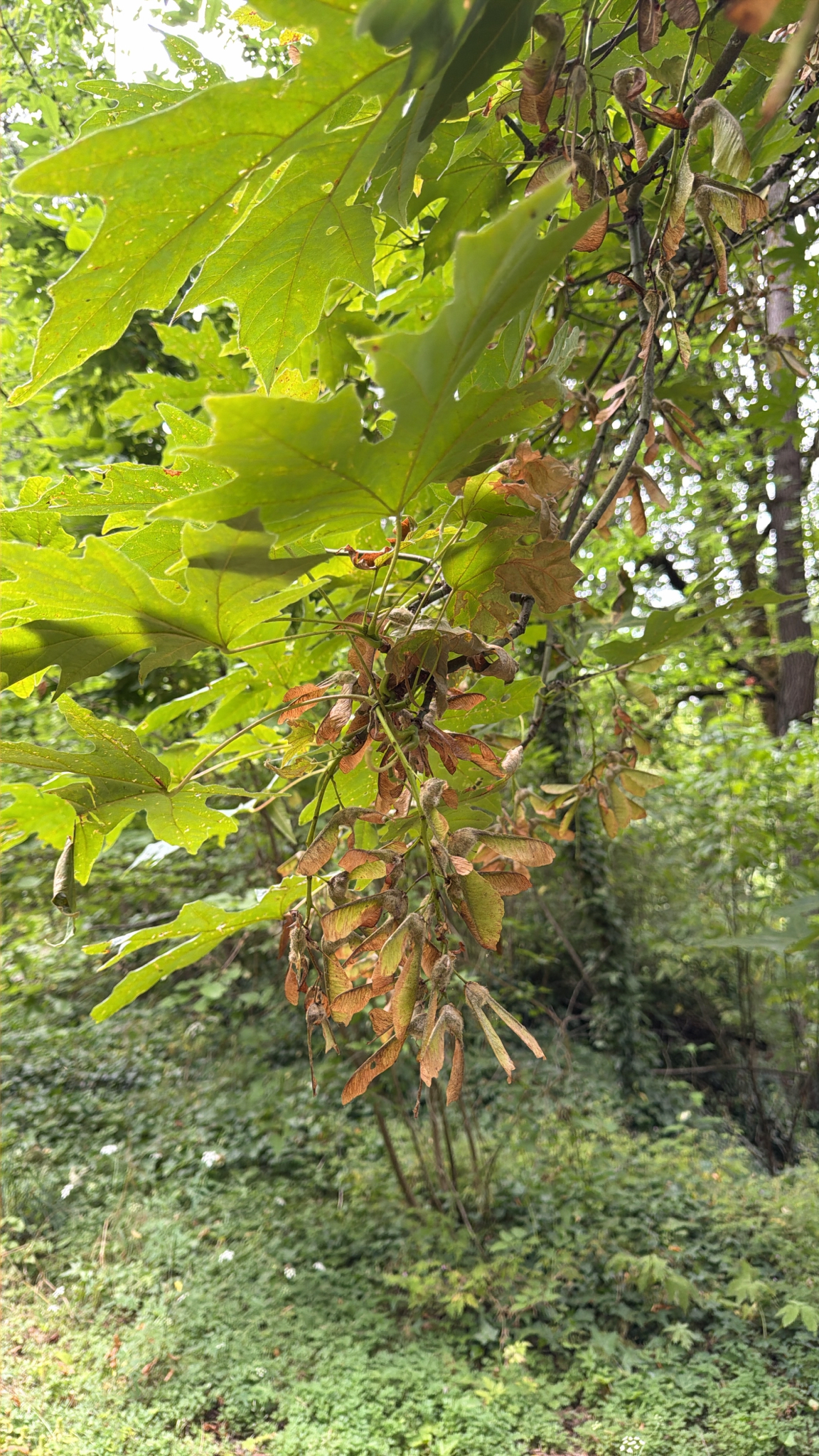 Acer macrophyllum