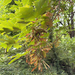 bigleaf maple