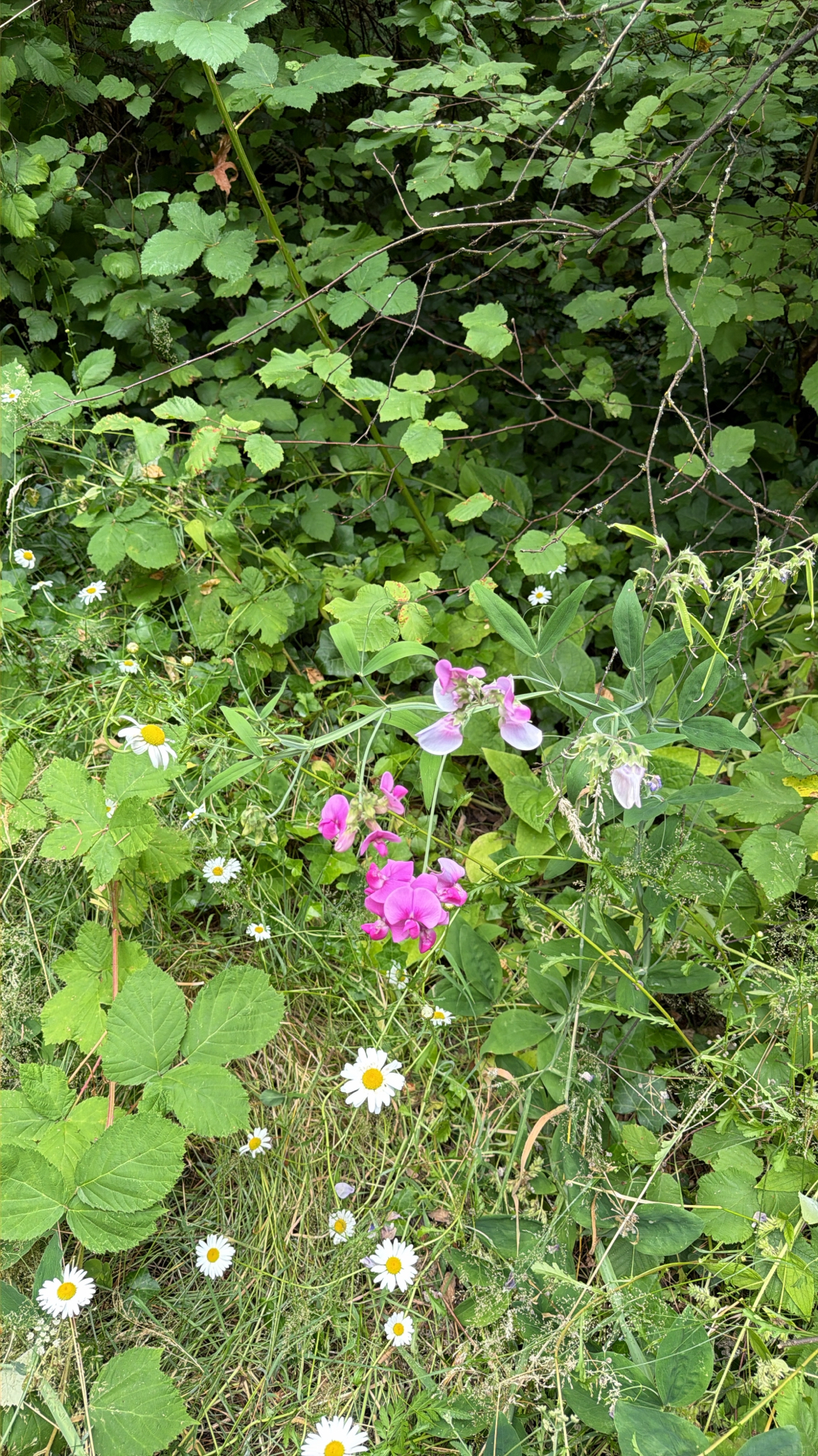 Lathyrus latifolius