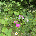 broad-leaved sweet pea
