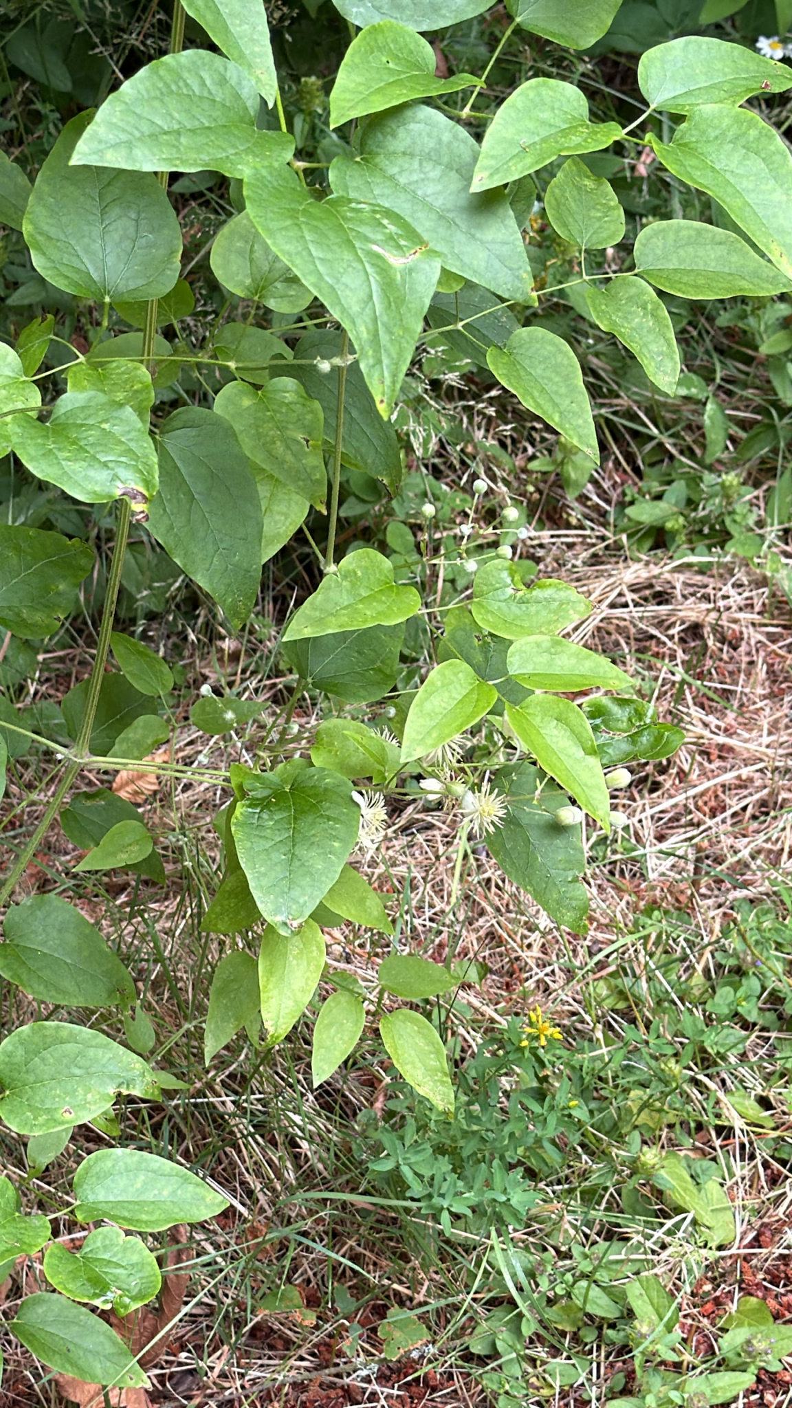 Clematis vitalba