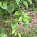 Old man's beard