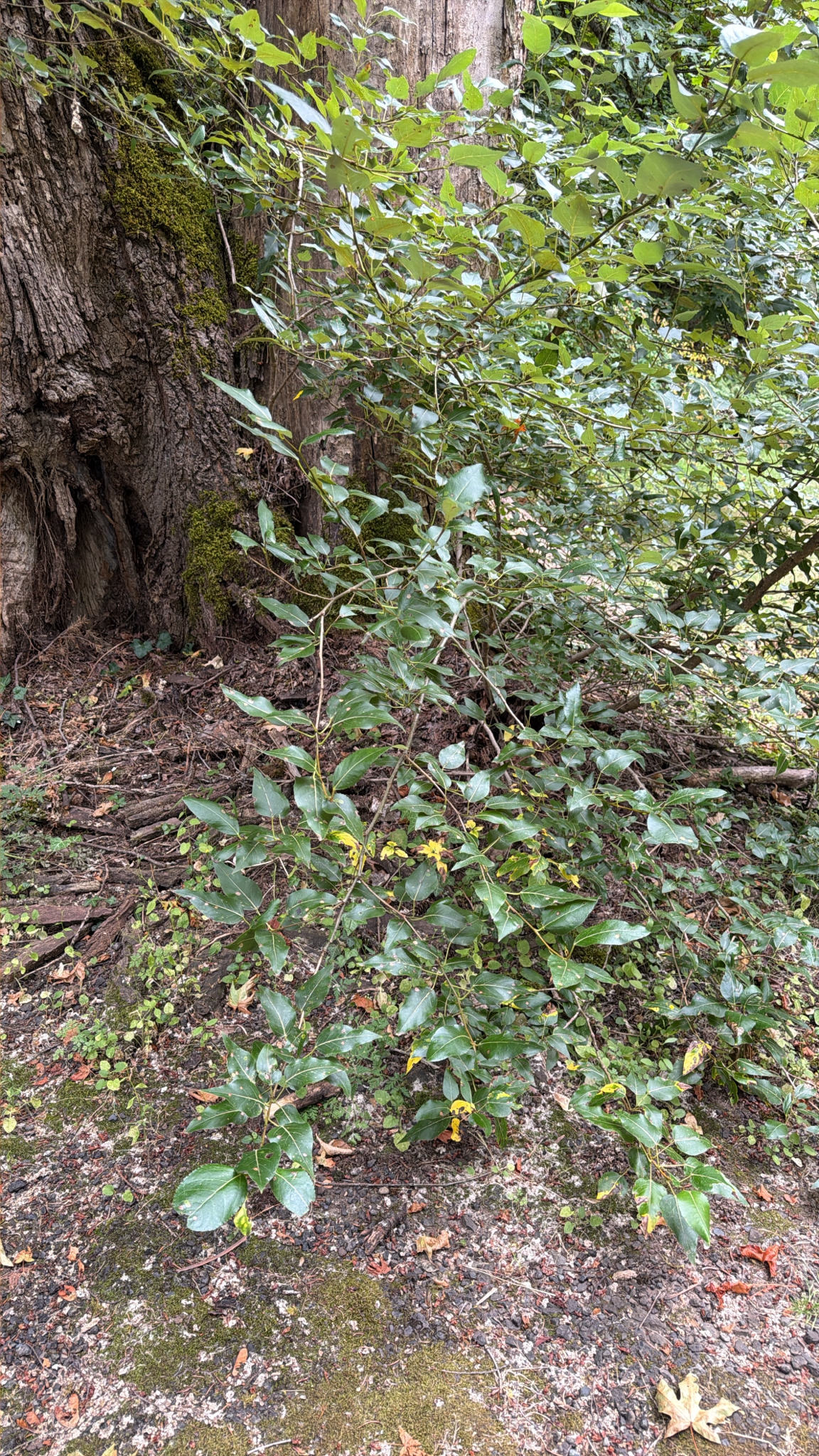 Populus trichocarpa