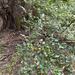 black cottonwood