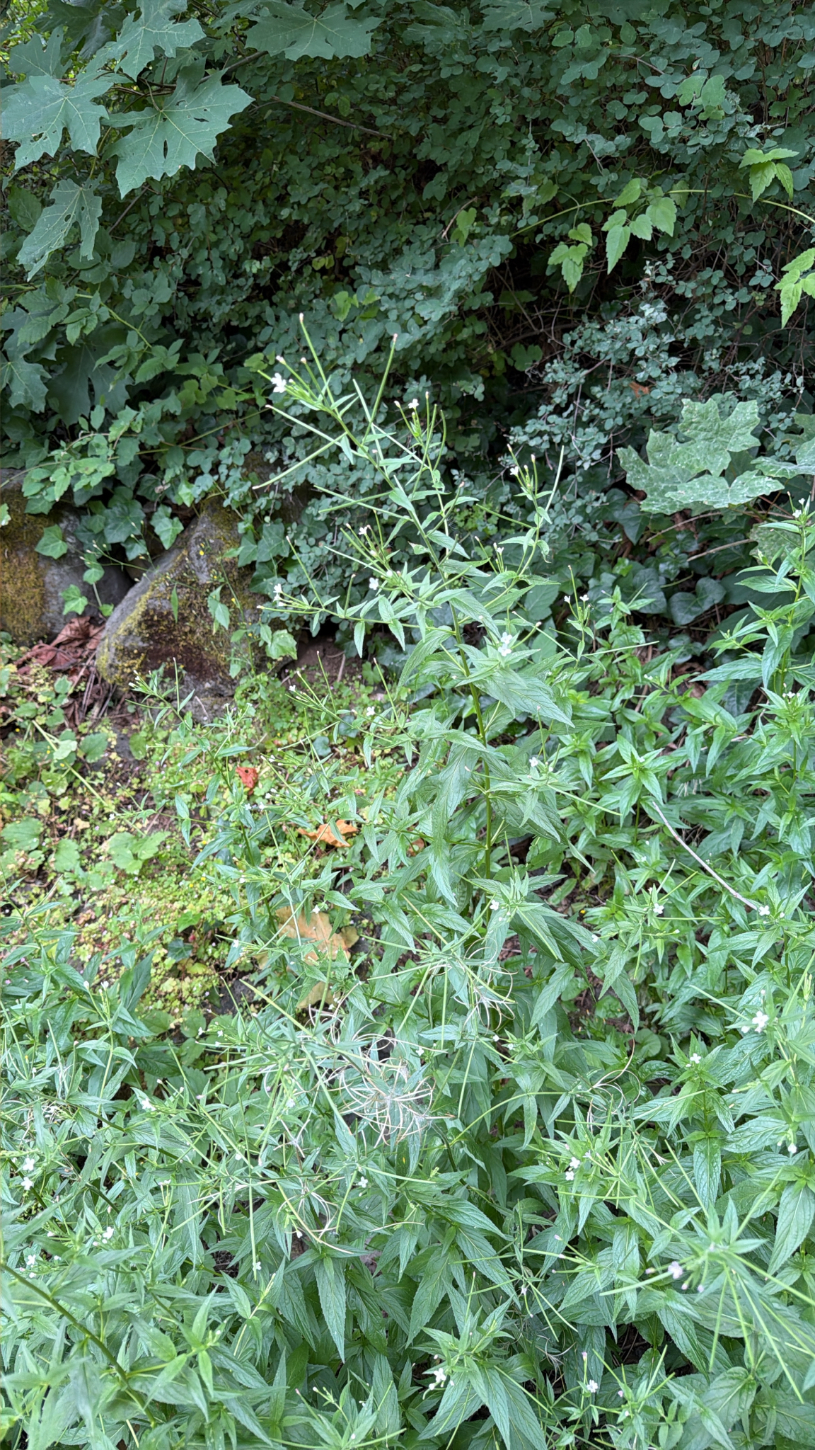 Epilobium ciliatum