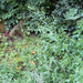 fringed willowherb