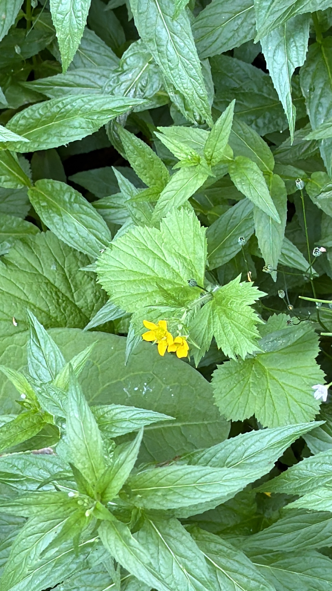 Geum macrophyllum