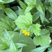 Large-leaved Avens