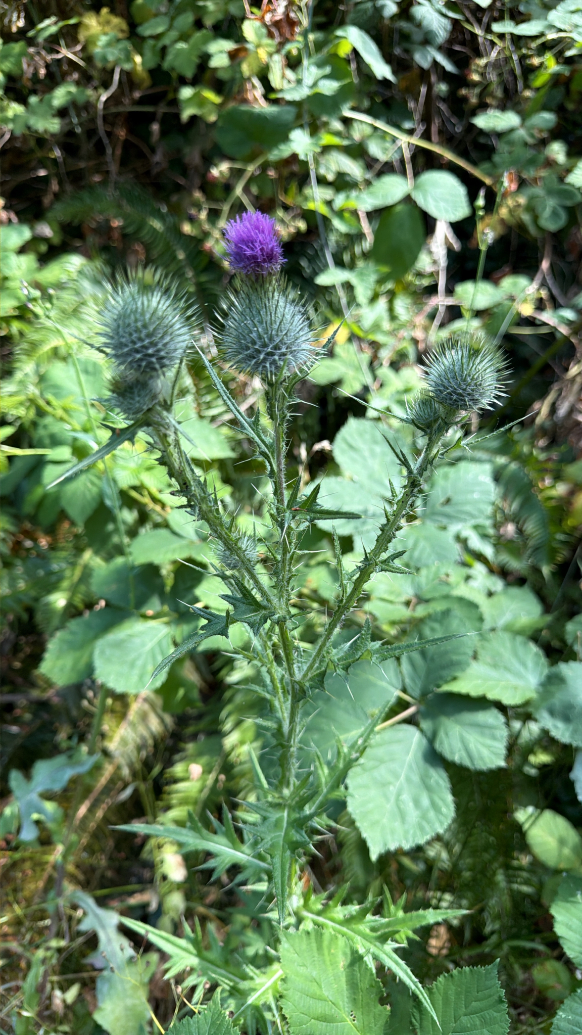 Cirsium vulgare