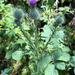 Bull Thistle