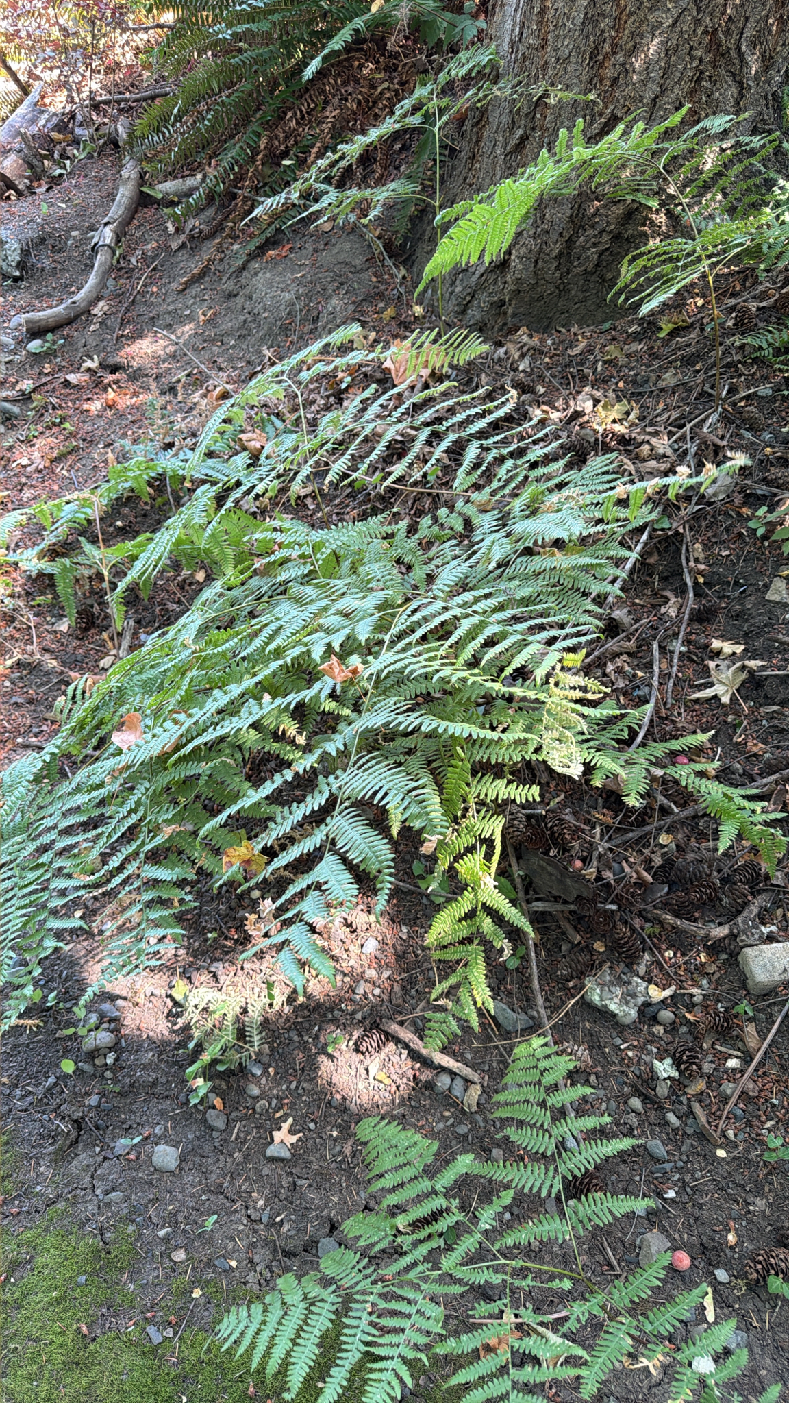 Pteridium aquilinum