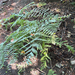 common bracken