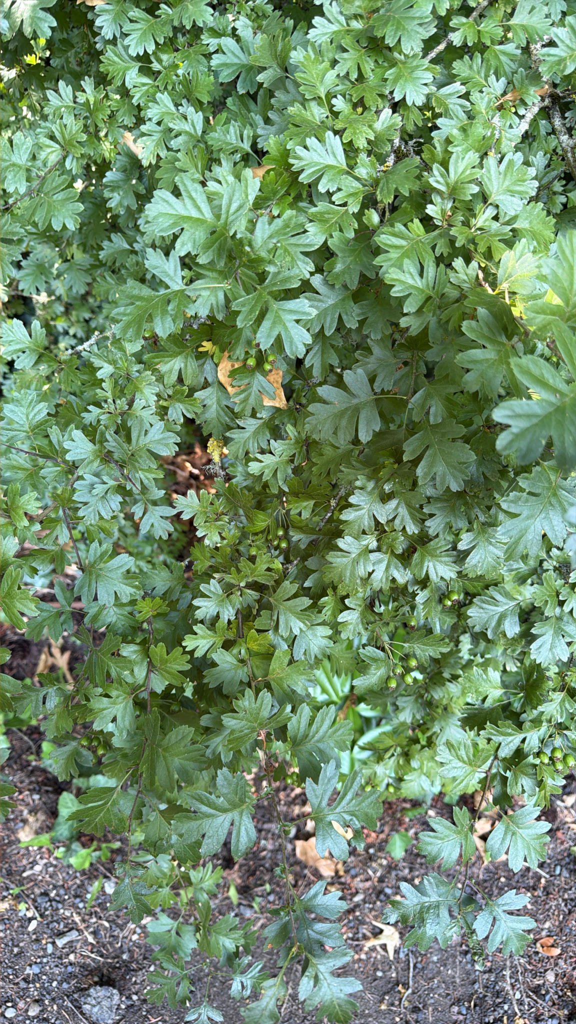 Crataegus monogyna