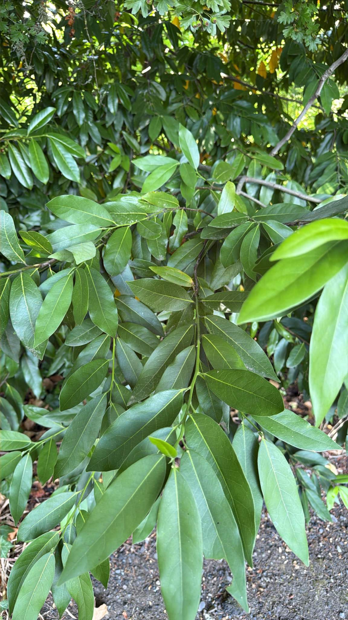 Umbellularia californica