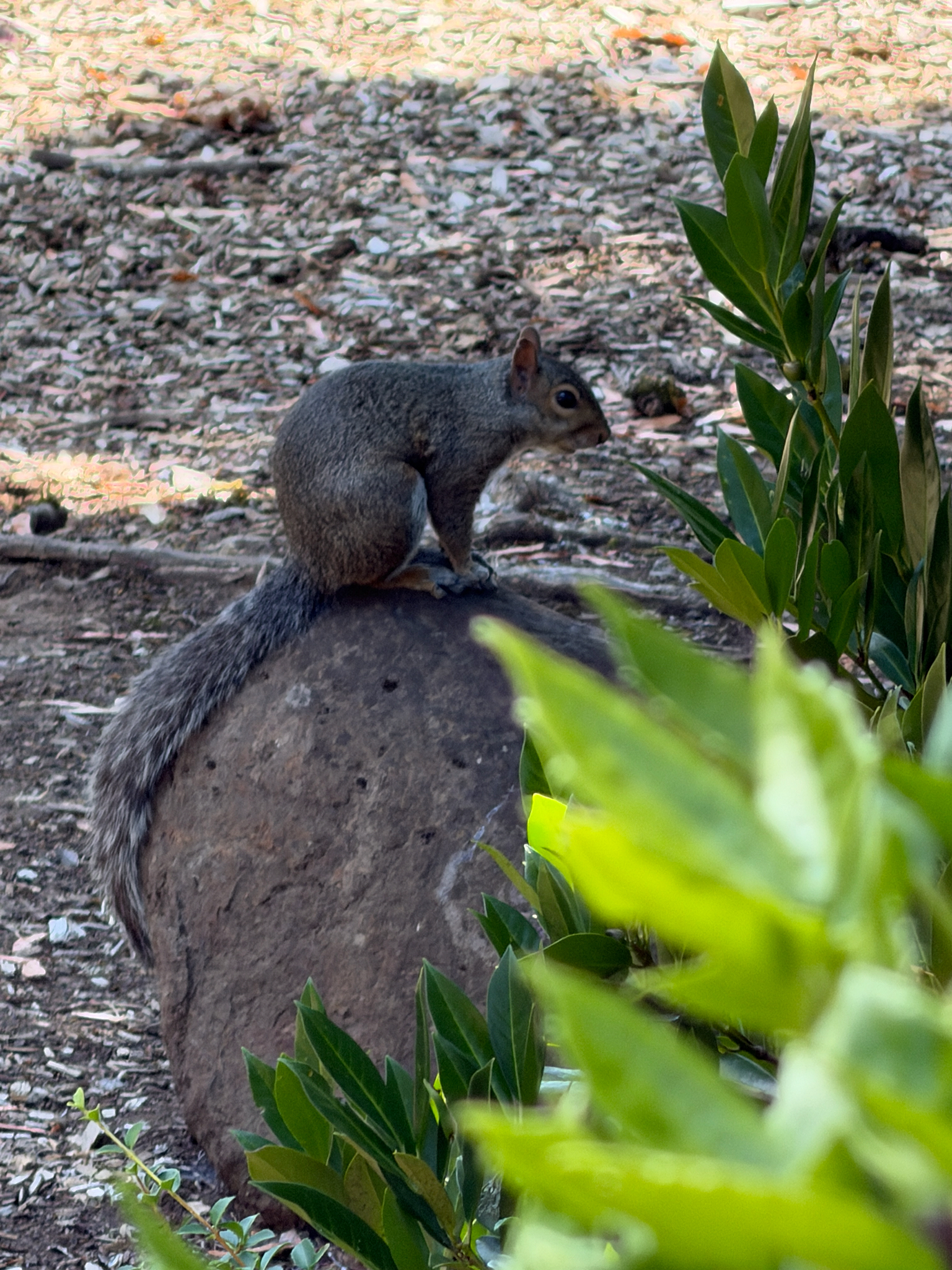 Sciurus carolinensis