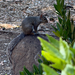 Eastern Gray Squirrel