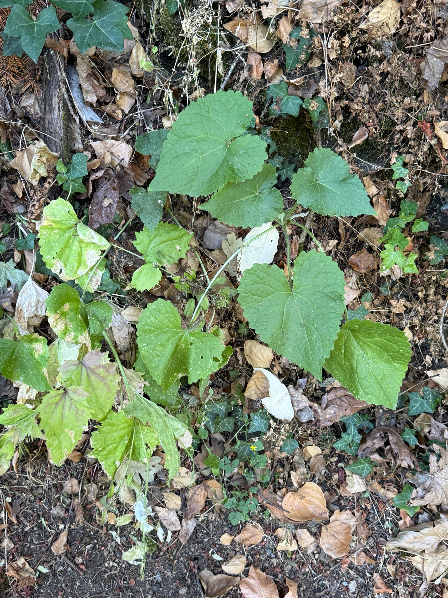 Lunaria annua