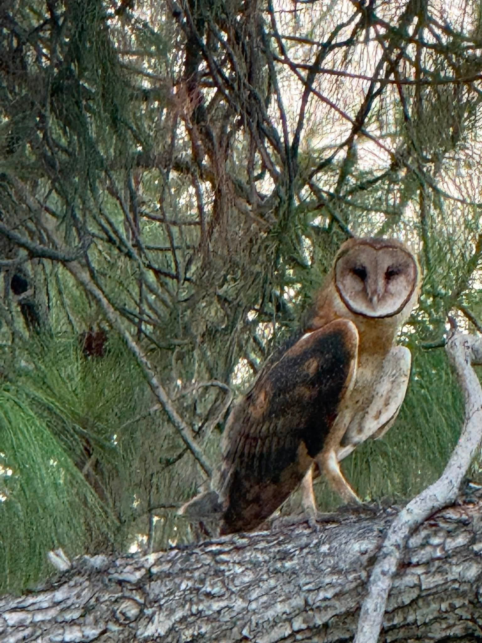 Tyto furcata