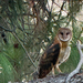 American Barn Owl
