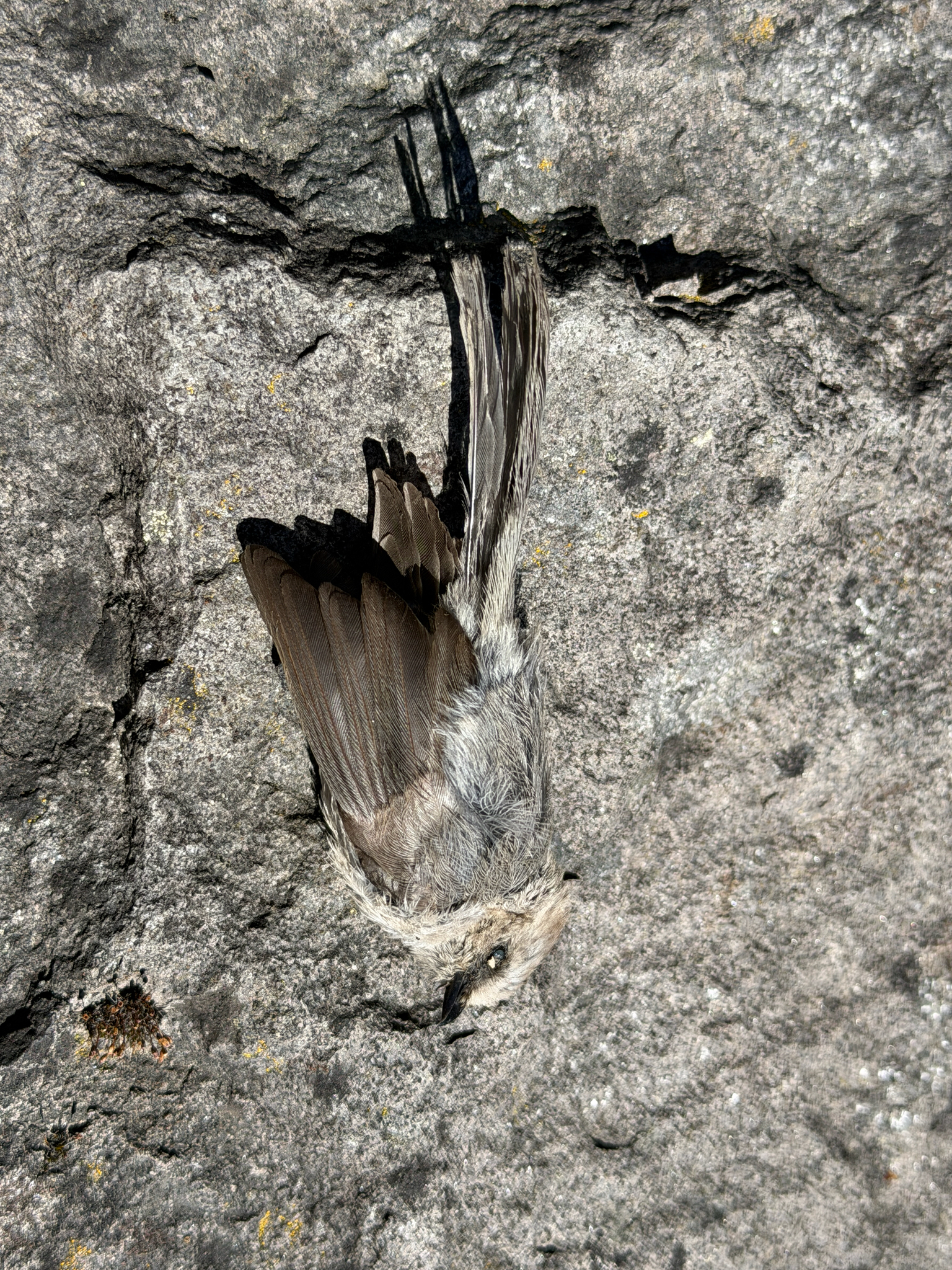 Psaltriparus minimus