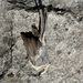Bushtit