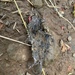 Meadow Voles