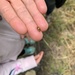 Asian Lady Beetle