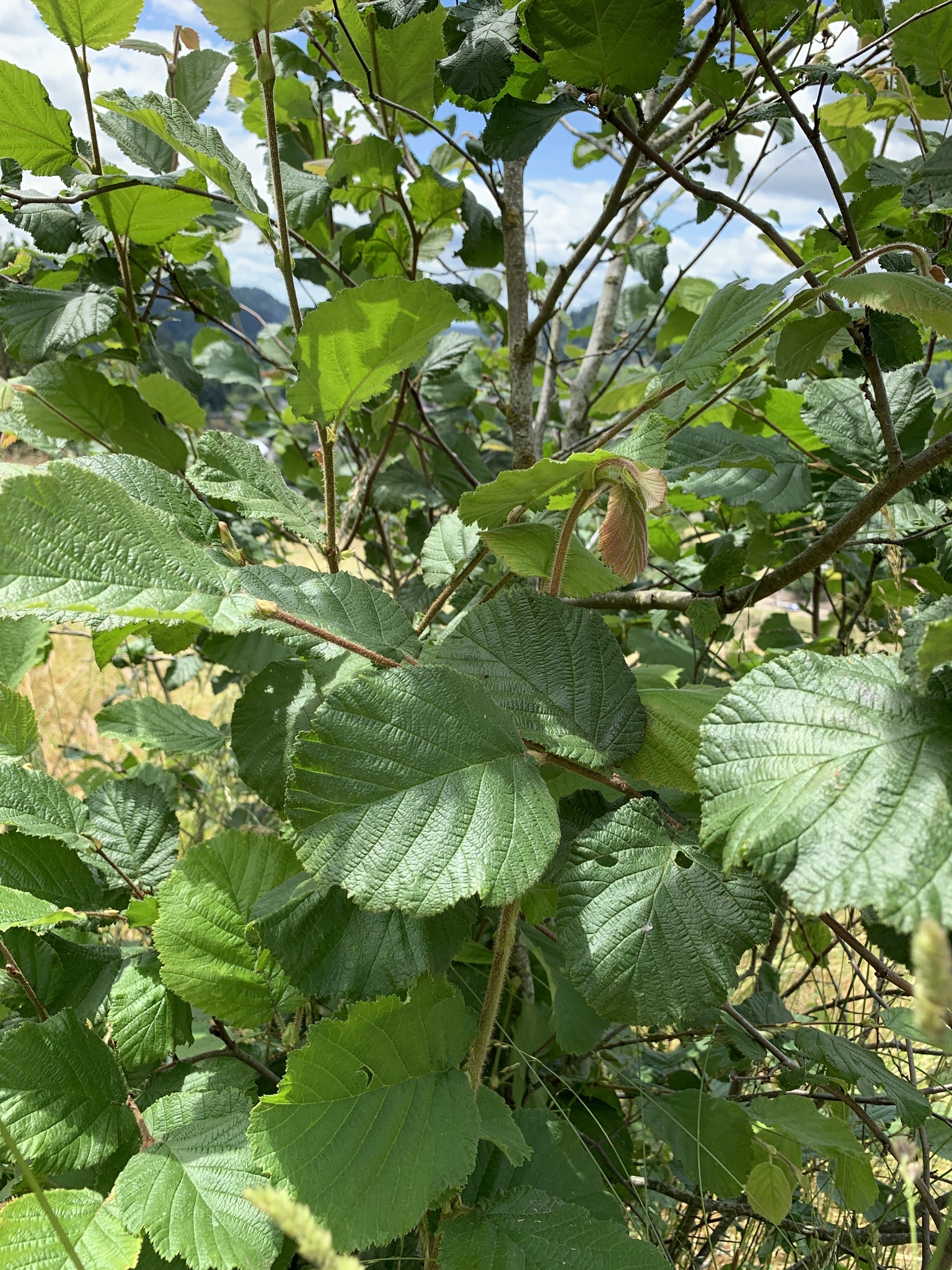 Corylus