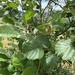 hazels