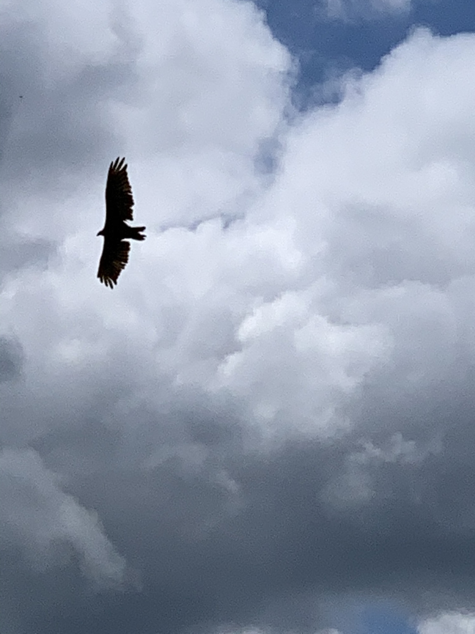 Cathartes aura