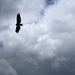 Turkey Vulture