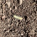 Tiger Moths