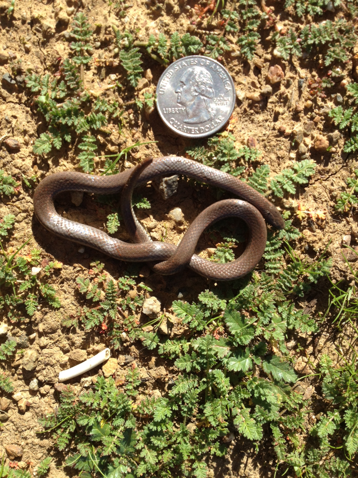 Contia tenuis