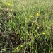 California buttercup