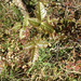 Pacific poison oak