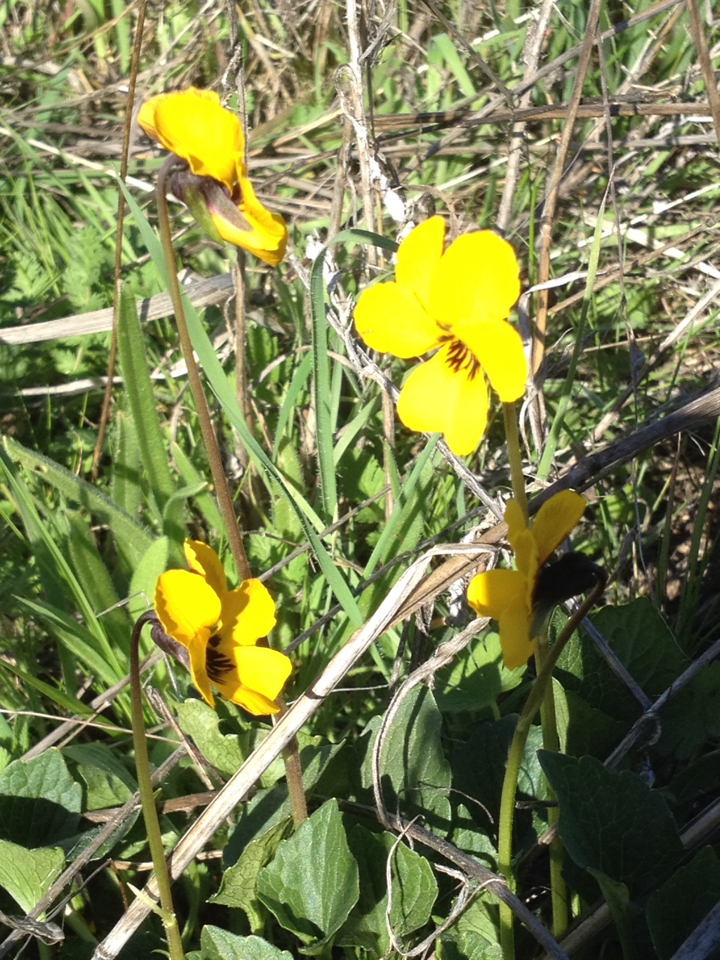 Viola pedunculata