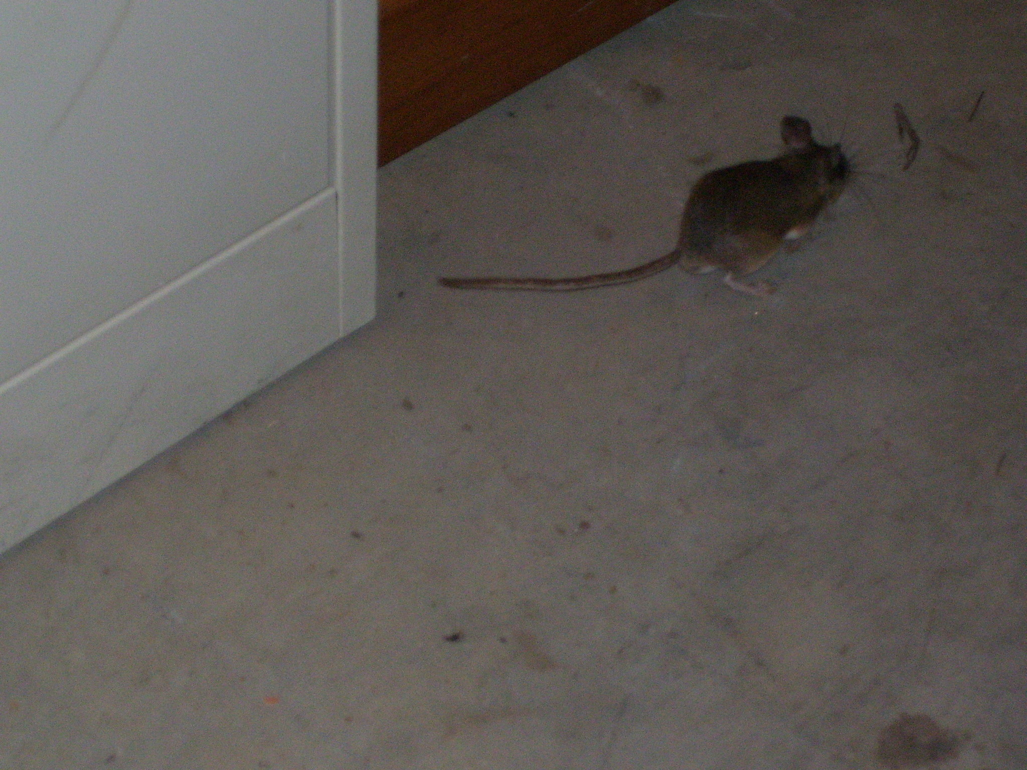 Peromyscus
