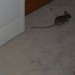 North American Deer Mice