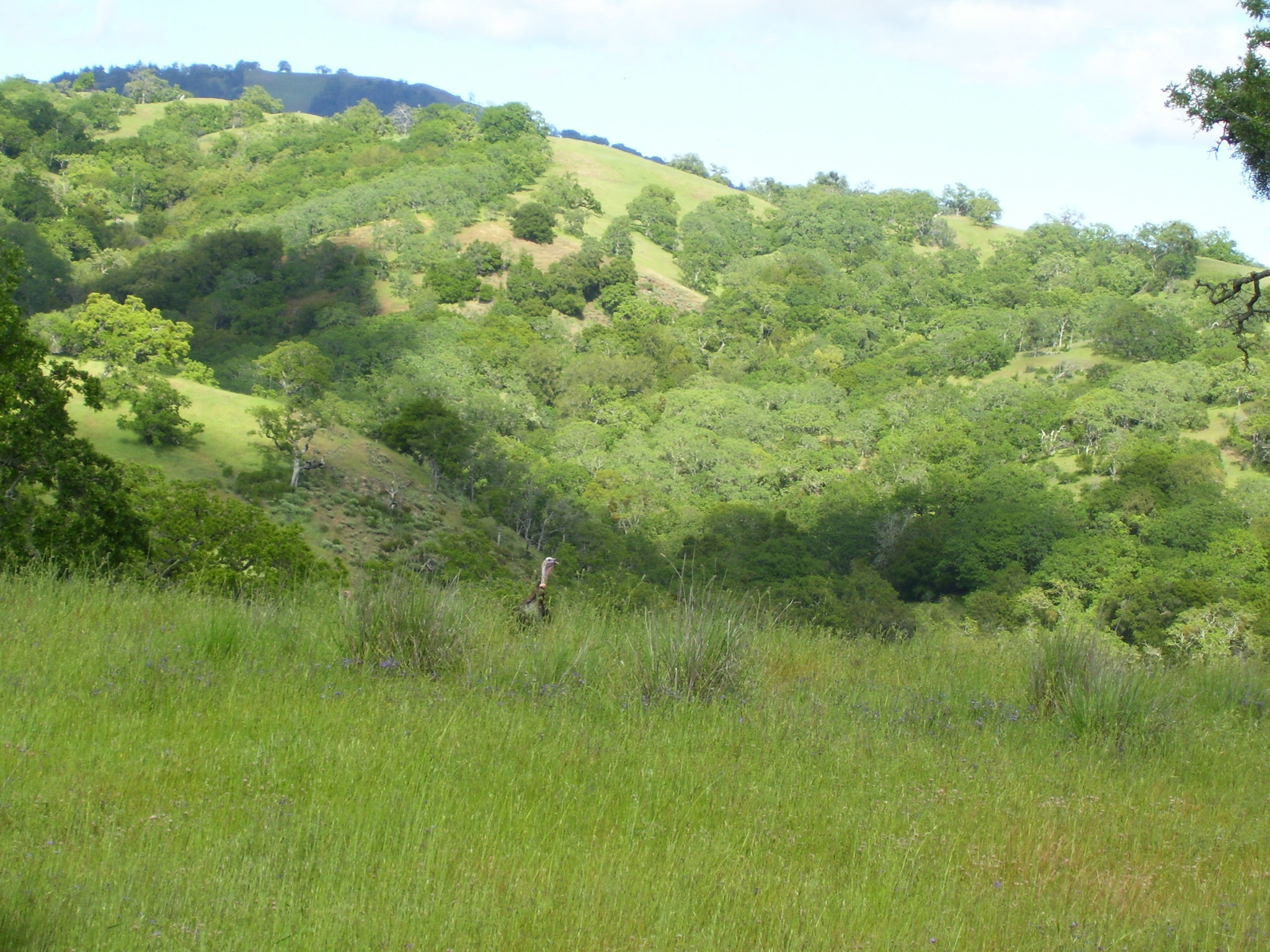 Meleagris gallopavo