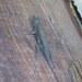 Western Fence Lizard