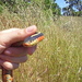 Coast Garter Snake