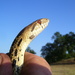 Pacific Gopher Snake