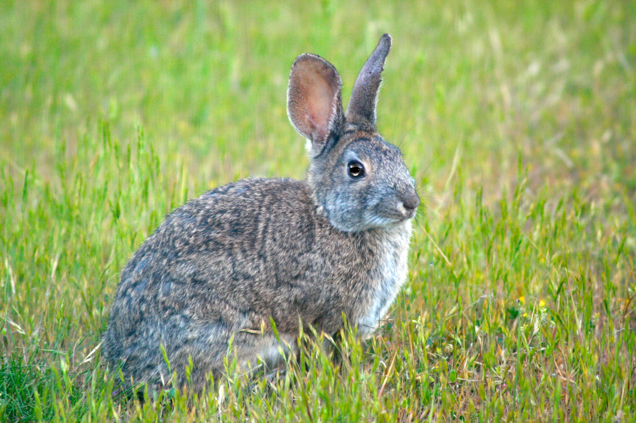 Sylvilagus bachmani